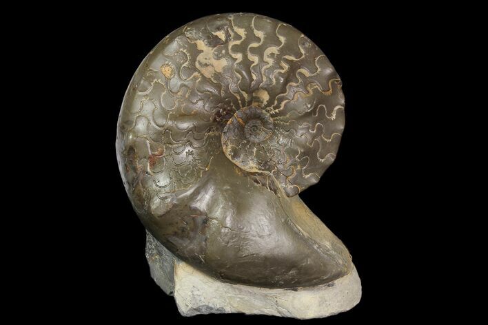 Unusual, Triassic Ammonite (Ceratites) Fossil - Germany #92587